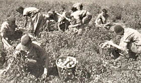 Pennhurst Farm Labor